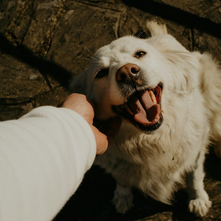Aggressionen, Ängste, Unsicherheiten, Hundeverhalten und Einzeltraining in Langenfeld, Leichlingen und Leverkusen